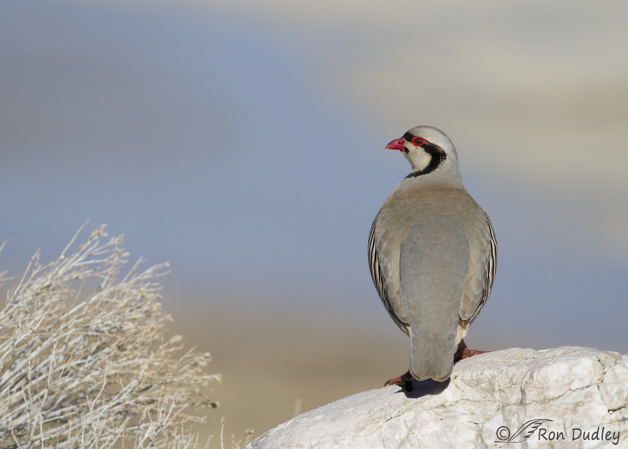 chukar 0421 ron dudley