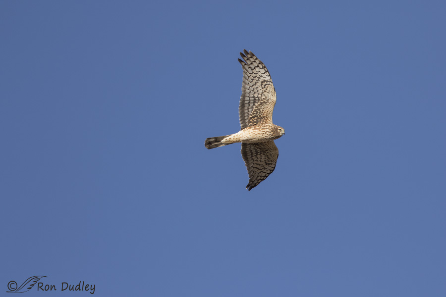 northern harrier 1000 uncropped ron dudley