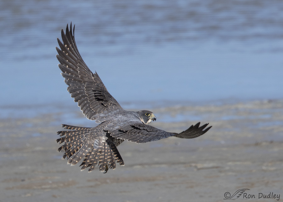 peregrine falcon 2530b ron dudley