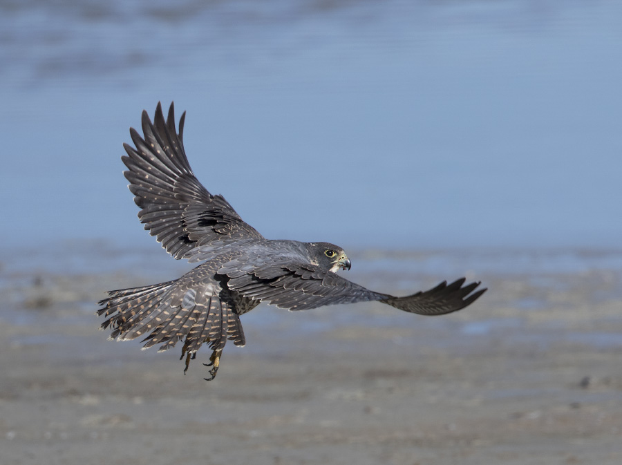 peregrine falcon 2535 ron dudley