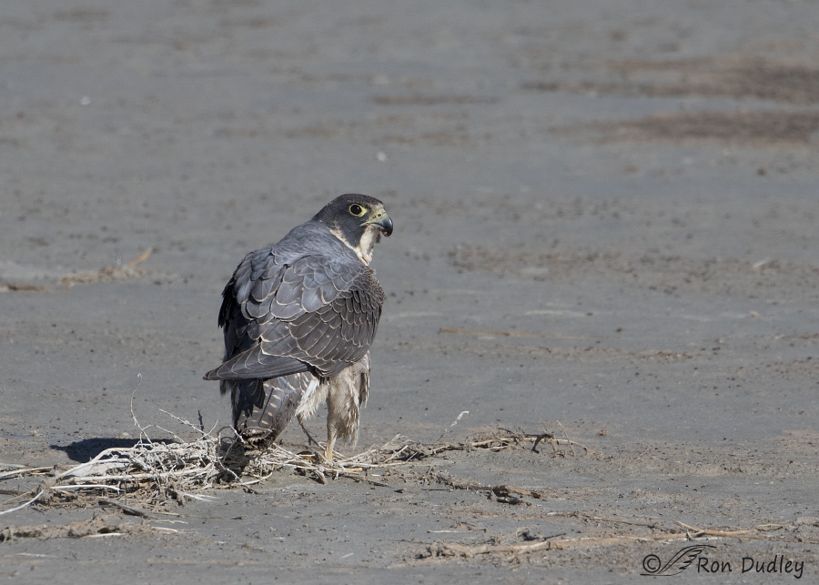 peregrine falcon 2611 ron dudley