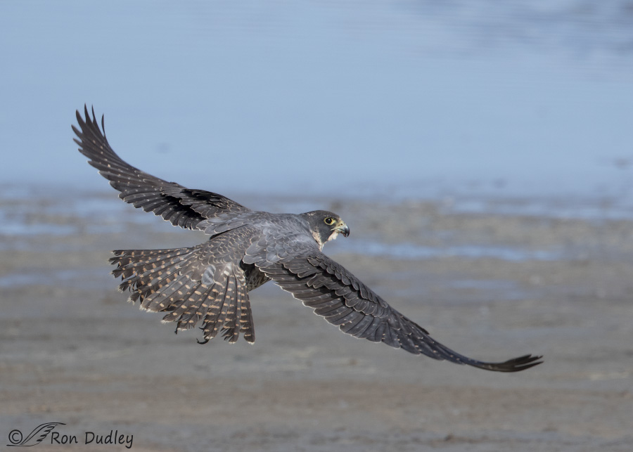 peregrine falcon 2633 ron dudley