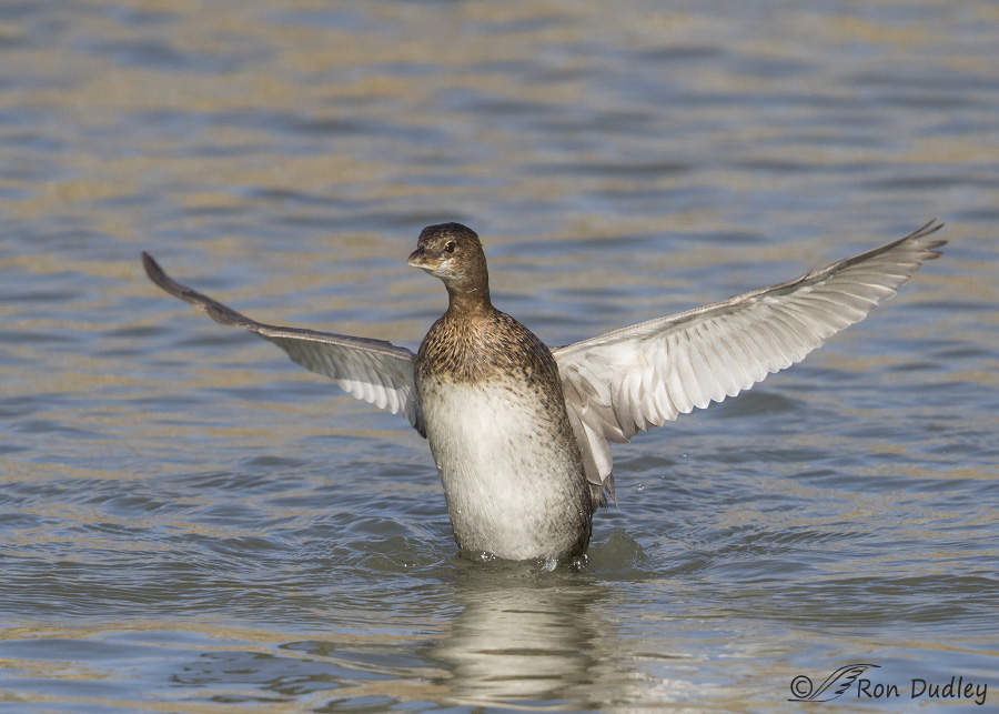 pied-billed grebe 3935 ron dudley