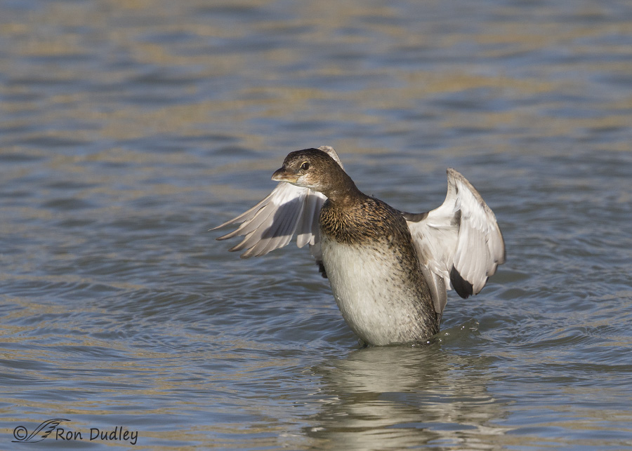 pied-billed grebe 3957 ron dudley