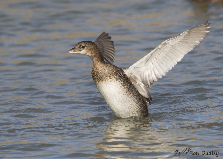 pied-billed grebe 4005 ron dudley