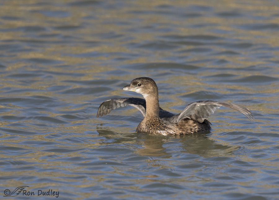 pied-billed grebe 4023 ron dudley