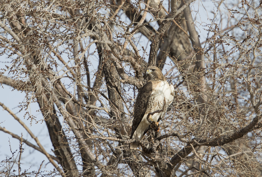 red-tailed hawk 8830 ron dudley