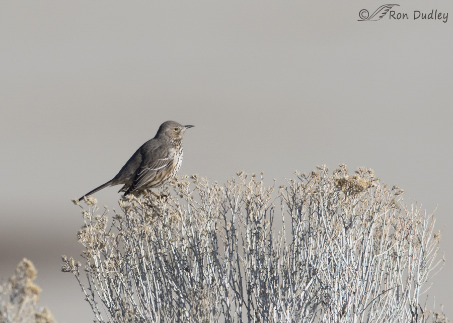sage thrasher 0028b ron dudley