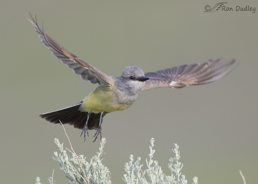 western kingbird 6205 ron dudley