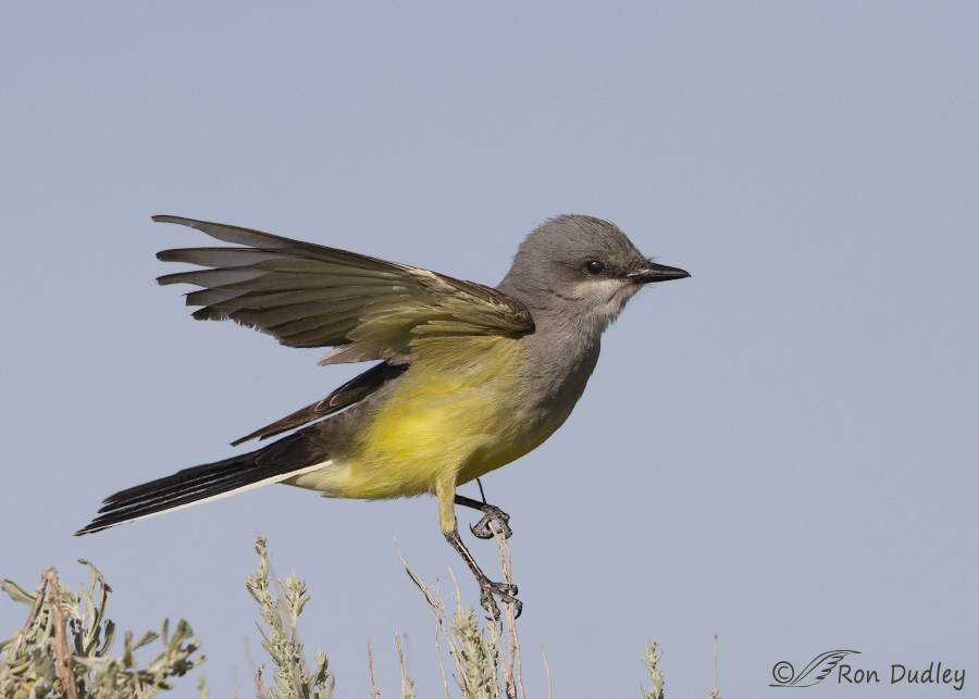 western kingbird 8204 ron dudley