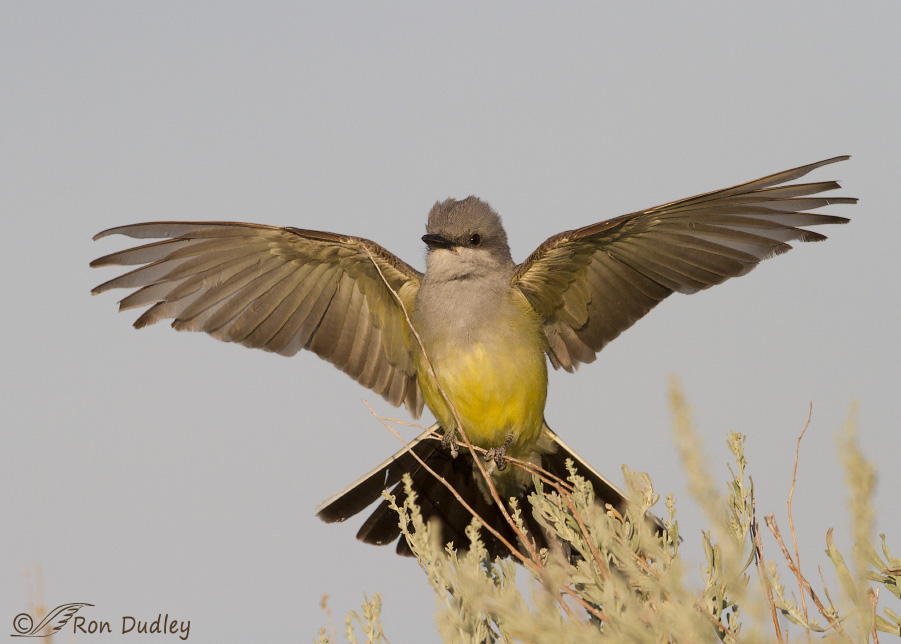 western kingbird 8383 ron dudley