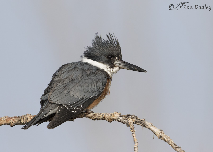 belted kingfisher 3046 cloned ron dudley