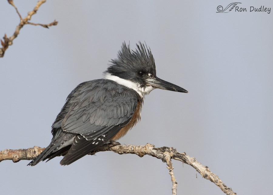 belted kingfisher 3046 ron dudley