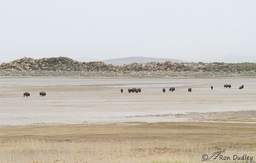 bison 0696 ron dudley