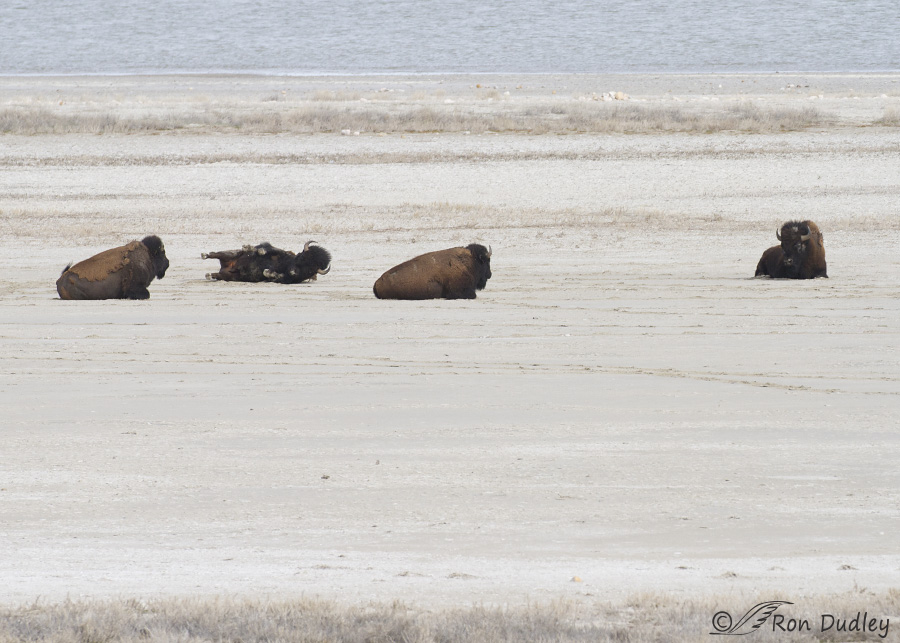 bison 0709 ron dudley