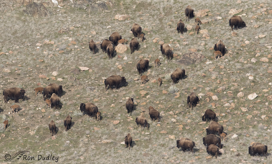 bison 5215 ron dudley