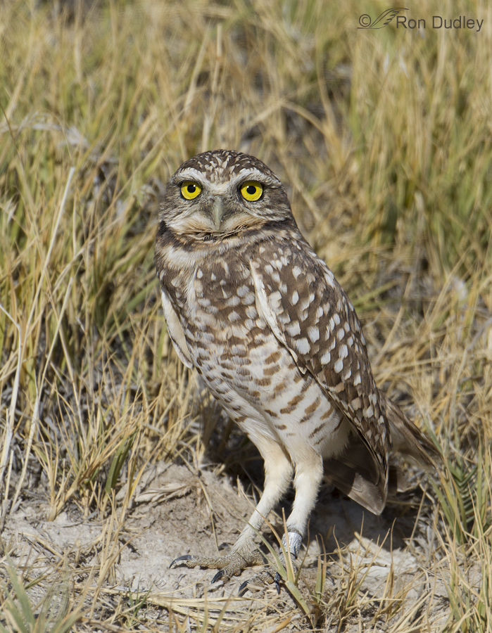 burrowing owl 1473 ron dudley