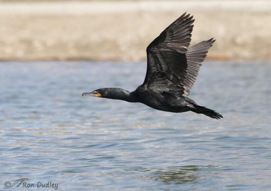 double-crested cormorant 3870 ron dudley