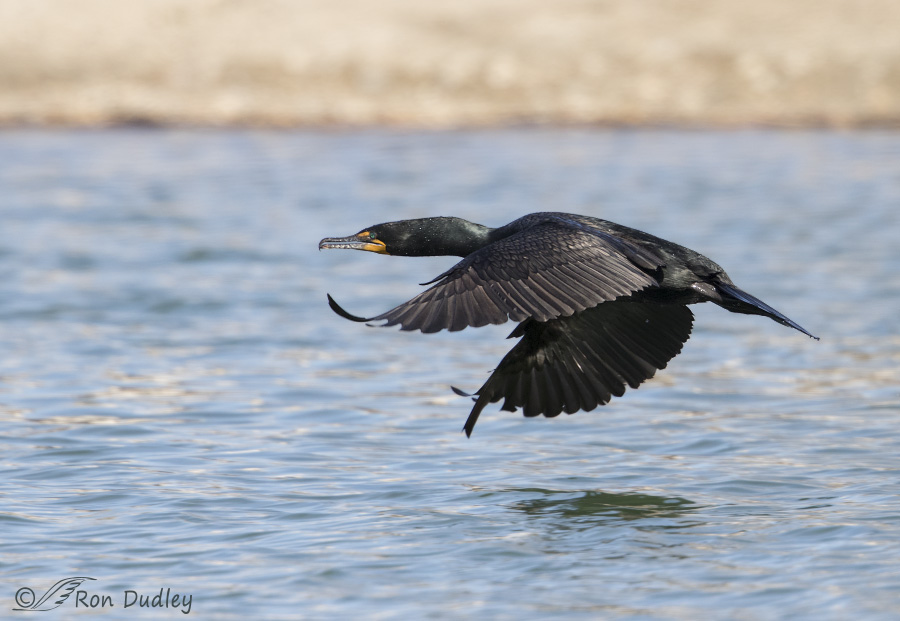 double-crested cormorant 3871 ron dudley