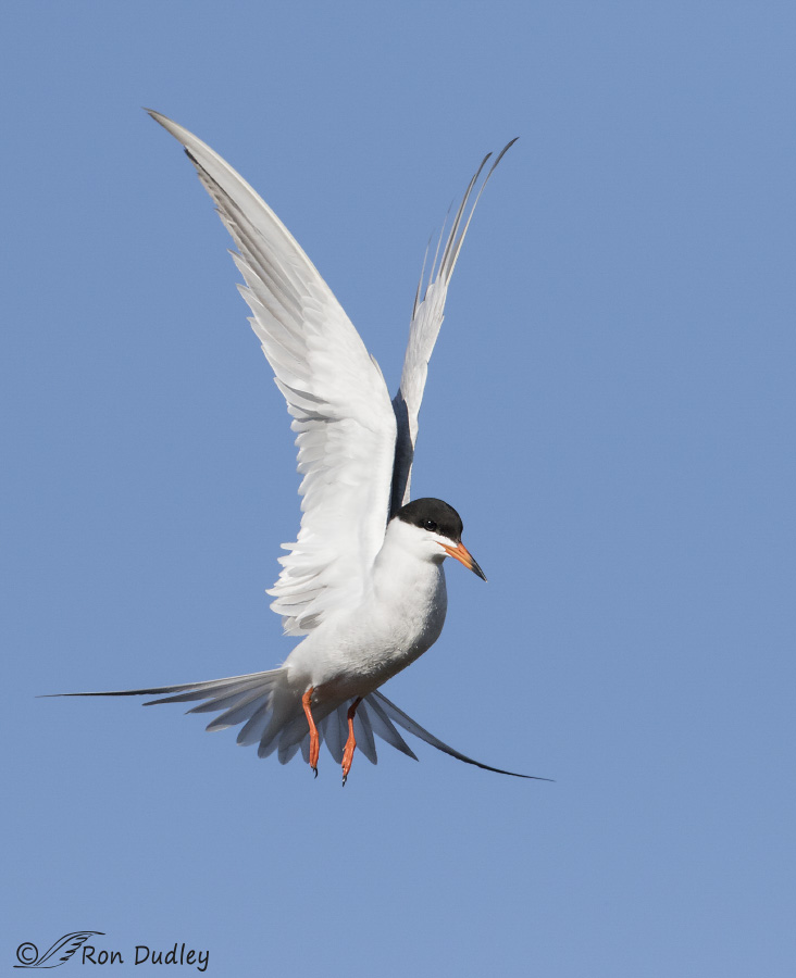 forster's tern 4514 ron dudley