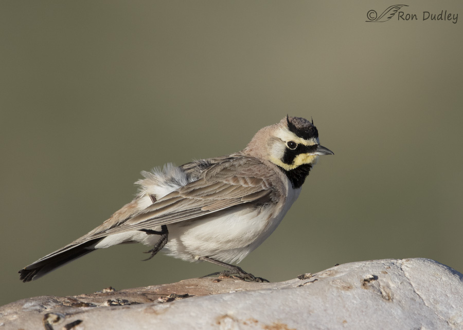 horned lark 6003 ron dudley