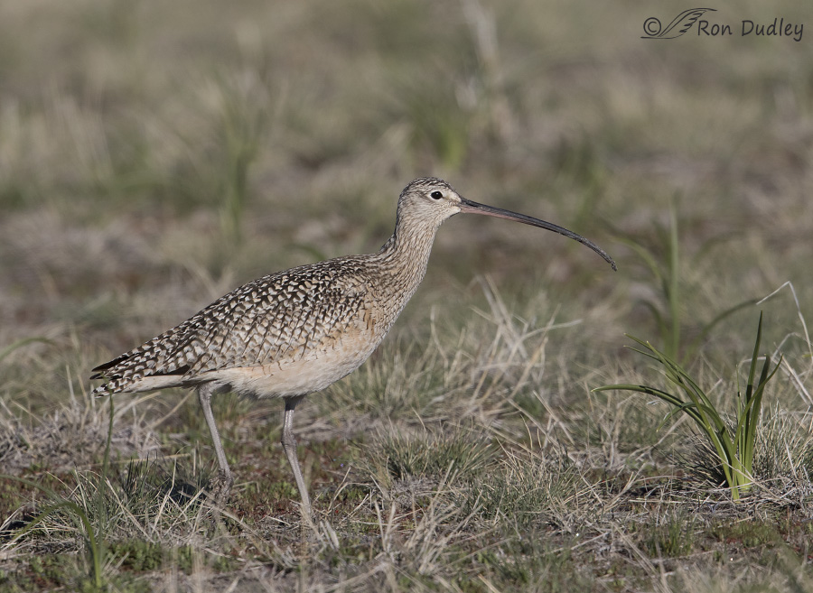 long-billed curlew 3515 ron dudley