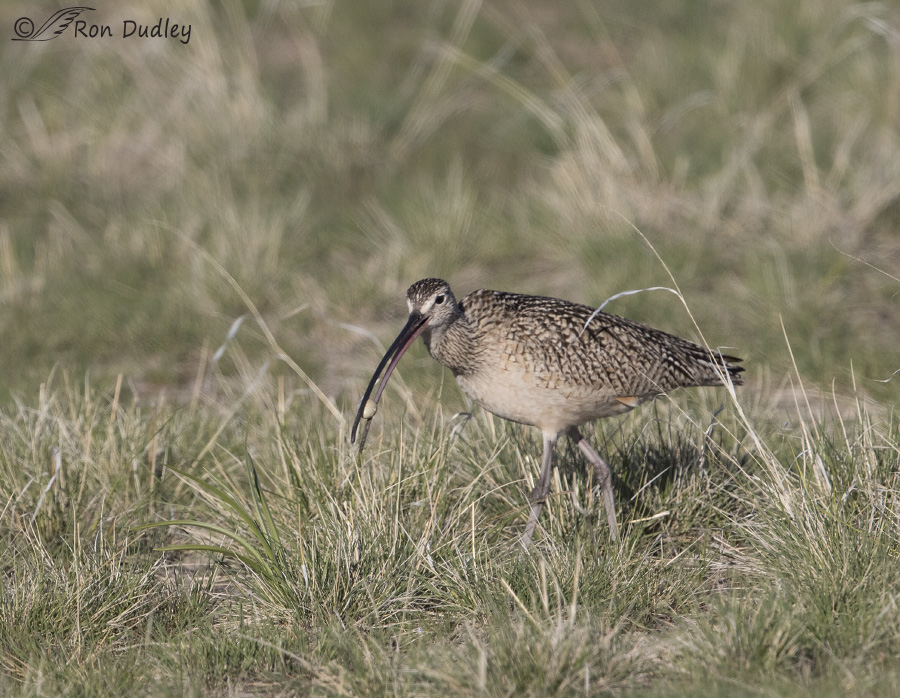 long-billed curlew 6179 ron dudley