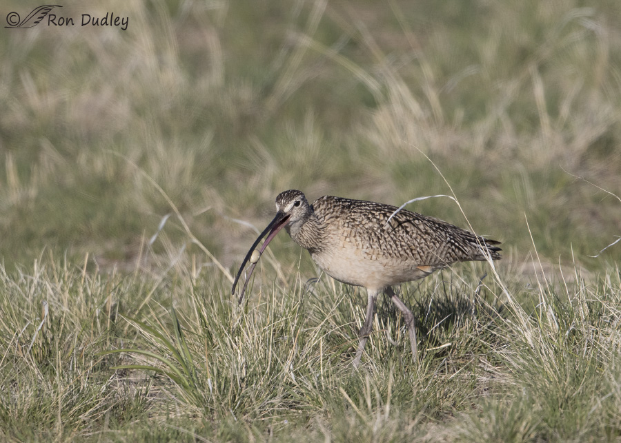 long-billed curlew 6180 ron dudley