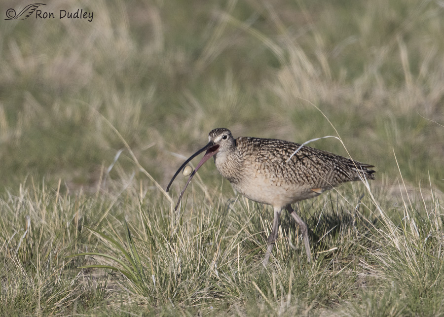 long-billed curlew 6181 ron dudley