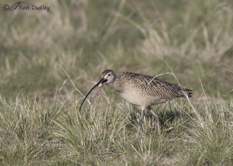 long-billed curlew 6183 ron dudley