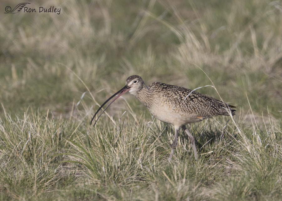 long-billed curlew 6184 ron dudley