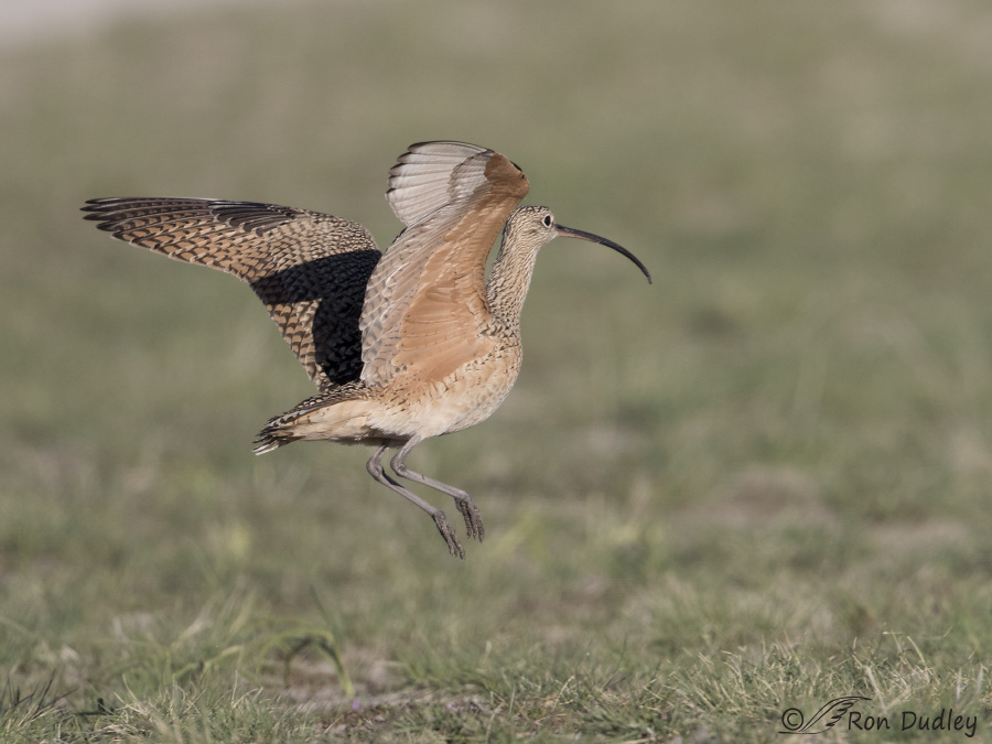 long-billed curlew 6307 ron dudley