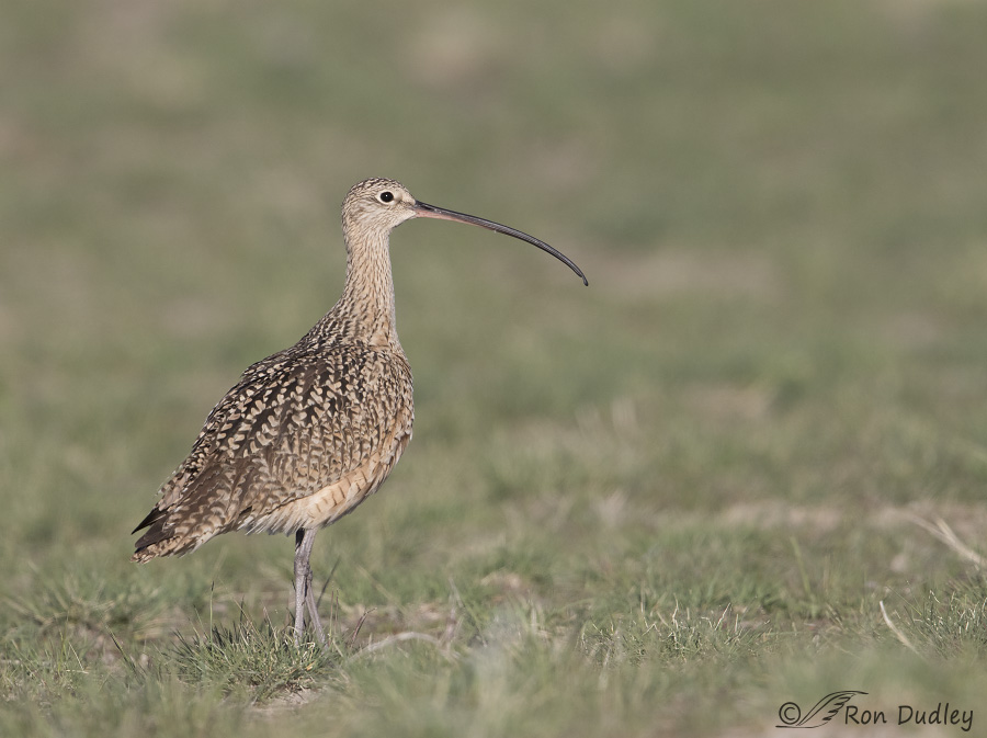 long-billed curlew 6385 ron dudley