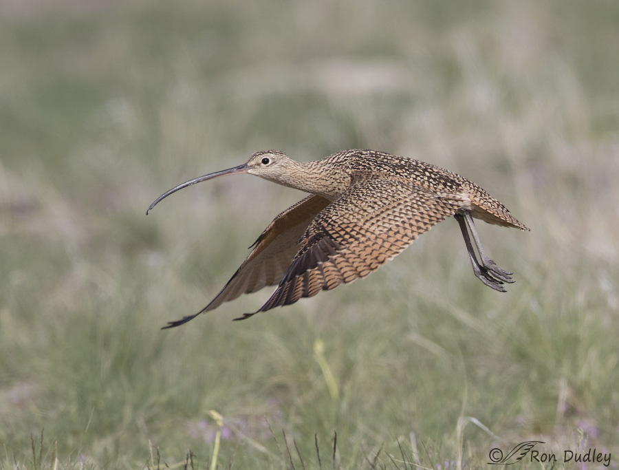 long-billed curlew 7765 ron dudley