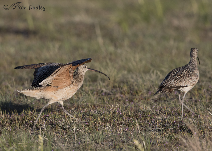 long-billed curlew 8043 ron dudley