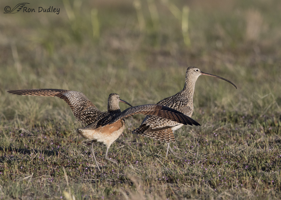 long-billed curlew 8046 ron dudley