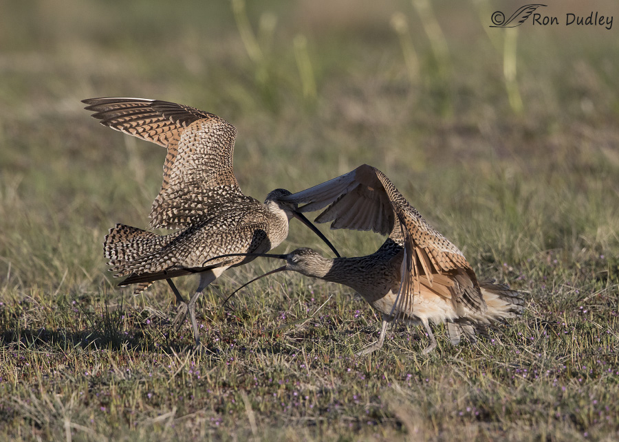 long-billed curlew 8055 ron dudley
