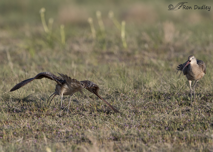long-billed curlew 8064 ron dudley