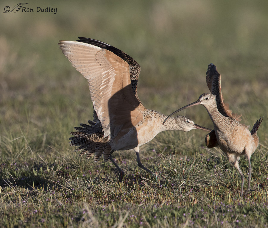 long-billed curlew 8069 ron dudley