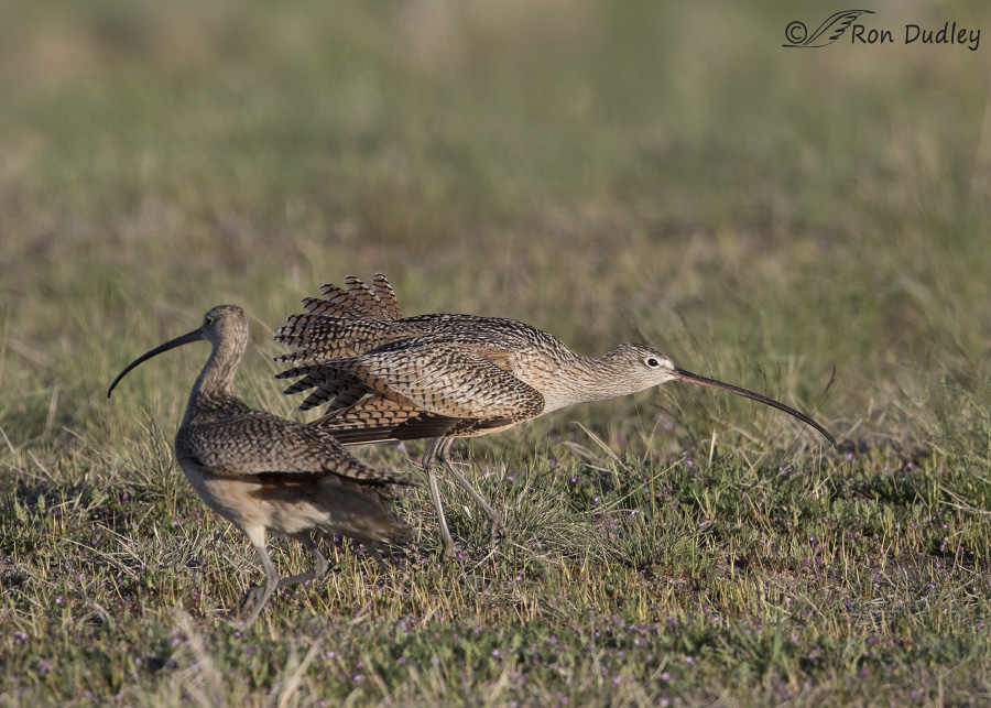 long-billed curlew 8076 ron dudley