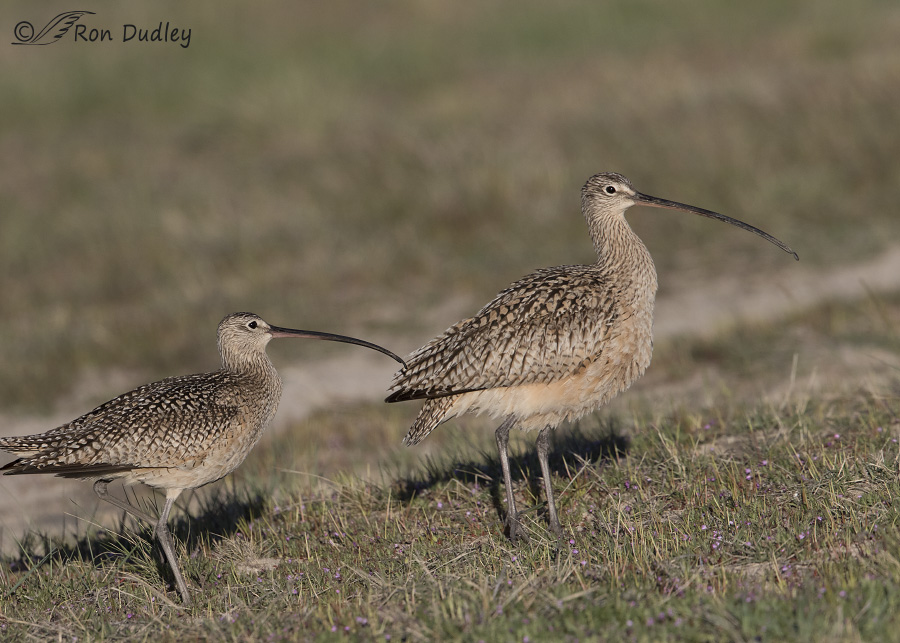 long-billed curlew 8135 ron dudley