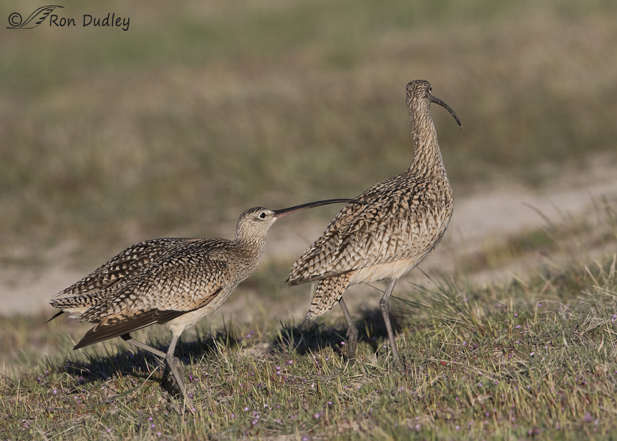 long-billed curlew 8141 ron dudley