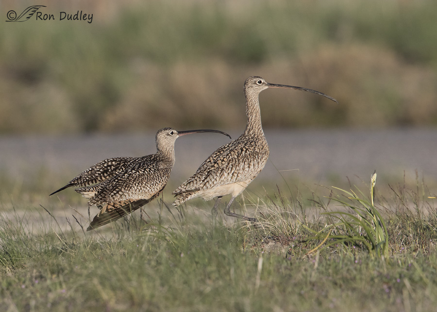 long-billed curlew 8226 ron dudley