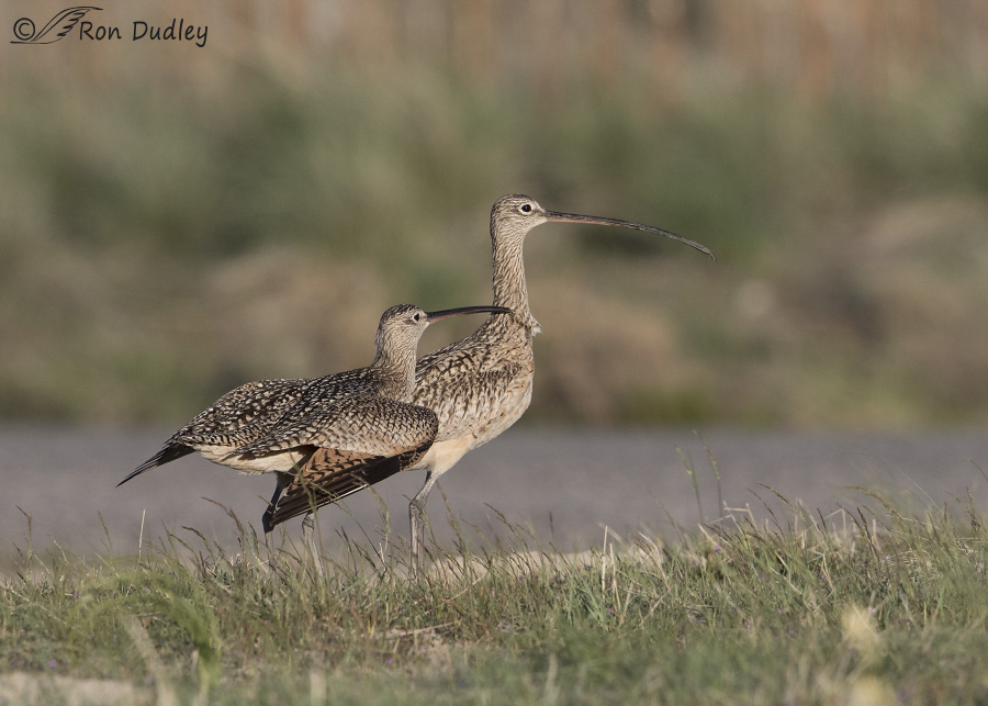 long-billed curlew 8257 ron dudley