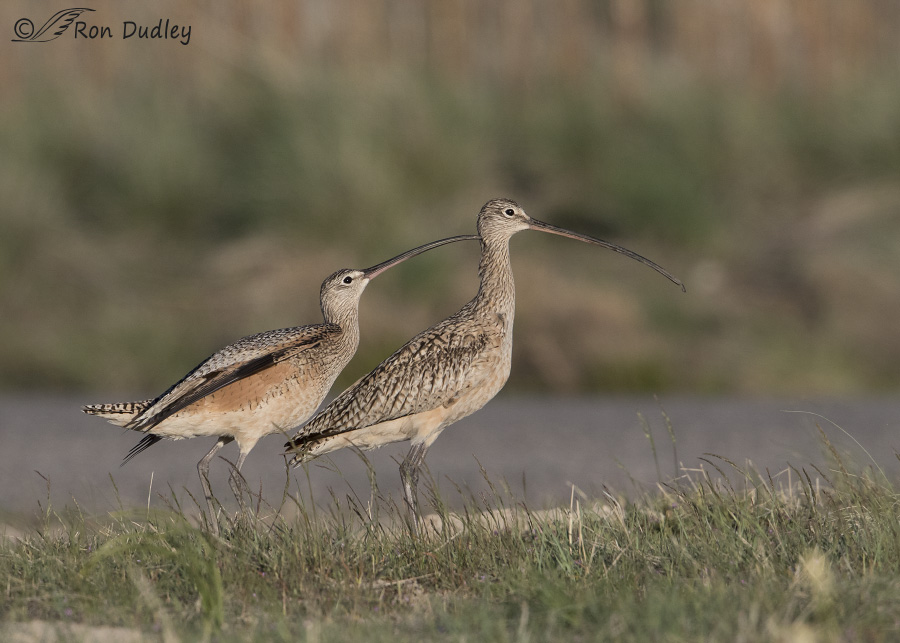 long-billed curlew 8266 ron dudley