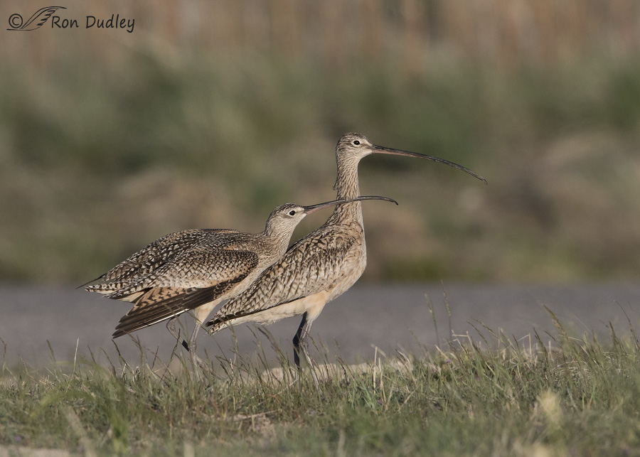 long-billed curlew 8323 ron dudley