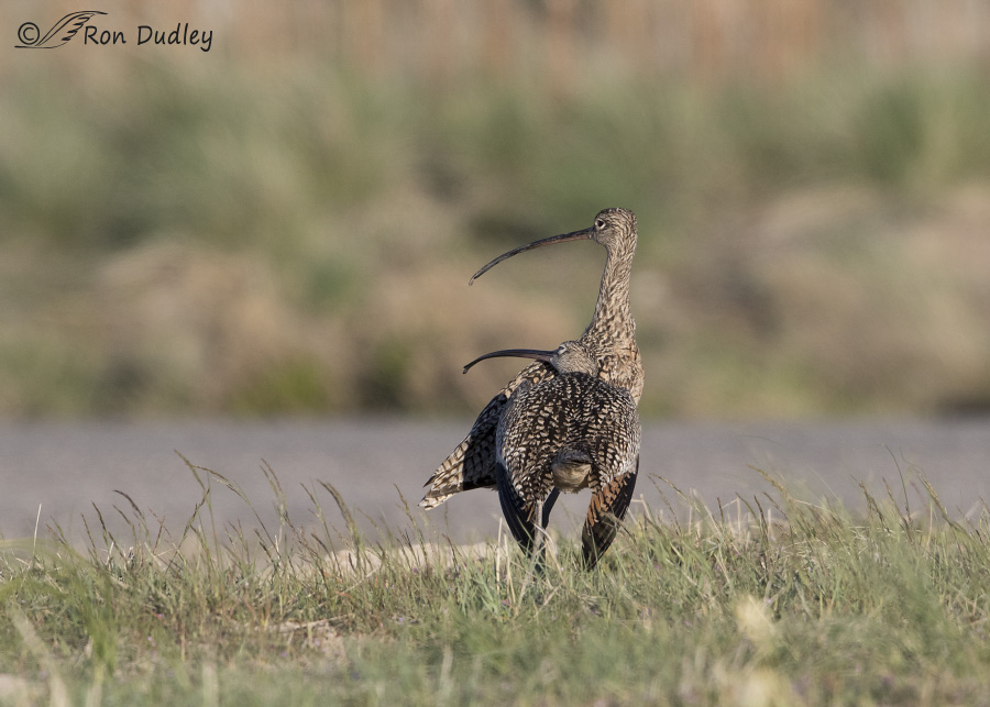 long-billed curlew 8358 ron dudley