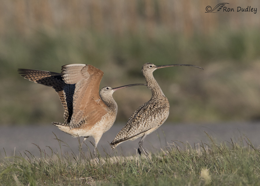 long-billed curlew 8437 ron dudley