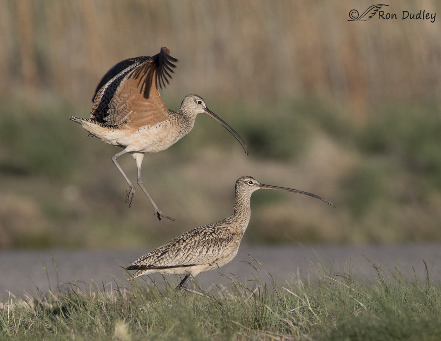 long-billed curlew 8507 ron dudley
