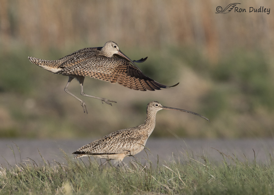 long-billed curlew 8508 ron dudley